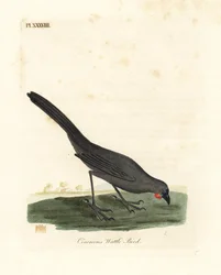 Eteläsaari, Uusi-Seelanti kokako, Callaeas cinerea cinerea, julistettiin sukupuuttoon vuonna 2007 (Cinereous hellelintu, Calloeas cinerea). John Lathamin piirtämä ja kaiverrettu käsinvärinen kuparilevy omasta lintujen yleishistoriasta, Winchester
