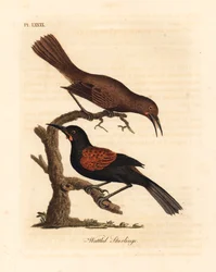 Eteläinen satulaselkä, Philesturnus carunculatus, uros ja naaras (Kottaraiset, Sturnus carunculatus). Lähes uhattu. John Lathamin piirtämä ja kaiverrettu käsinvärinen kuparilevy omasta lintujen yleishistoriasta, Winchester