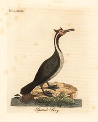 Täplämerimetso eli parekareka, Phalacrocorax punctatus (Pelecanus punctatus). John Lathamin oman ”A General History of Birds” -teoksen pohjalta piirtämä ja kaivertama käsin väritetty kuparipiirros, Winchester