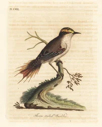 Piikkipyrstöinen rayadito, Aphrastura spinicauda (piikkipyrstökerttu, Sylvia spinicauda). John Lathamin omasta teoksesta A General History of Birds piirtämä ja kaivertama, käsin väritetty kuparikaiverrus, Winchester