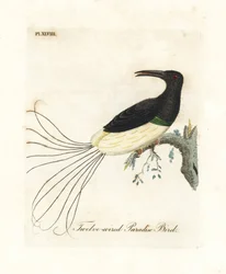 12-lankainen paratiisilintu, Seleucidis melanoleucus (Paradisea nigricans). John Lathamin piirtämä ja kaiverrettu käsinvärinen kuparilevy omasta lintujen yleishistoriasta, Winchester