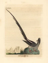 Valkoselkähiirilintu, Colius colius (valkoselkäinen coly, Colius leuconotus). John Lathamin piirtämä ja kaiverrettu käsinvärinen kuparilevy omasta lintujen yleishistoriasta, Winchester
