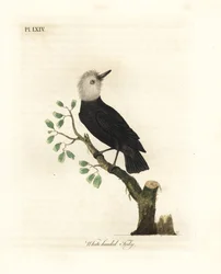 Valkopäinen suotyranni, Arundinicola leucocephala (valkopäinen tody, Todus leucocephalus). John Lathamin piirtämä ja kaiverrettu käsinvärinen kuparilevy omasta lintujen yleishistoriasta, Winchester