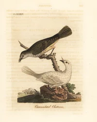Valkoinen kellolintu, Procnias albus, koiras ja naaras (helttamarjastaja, Ampelis carunculata). John Lathamin käsin väritetty kuparikaiverrus, jonka hän piirsi ja kaiversi omaan teokseensa A General History of Birds, Winchester