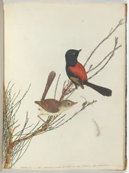 Scarlet & black warbler Lewin, John. Uuden Etelä -Walesin linnut luonnonhistoriansa kanssa. Sydney- G.