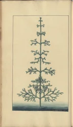 Sivu julkaisusta "Elegancies of Jamaica", 452