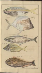 Lindsay Drawings Voi. VII, 2