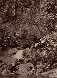 Trooppinen maisema, Cascade, Limon River, 1871.
