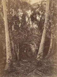 Tropical Scenery, Forest Near Turbo, 1871. 