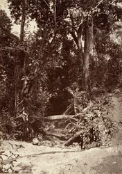 Trooppinen maisema, The Brook El Bano, Chipigana, 1871.