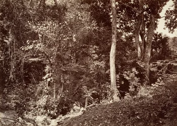 Trooppinen maisema, näkymä lähellä Chipiganaa, 1871.