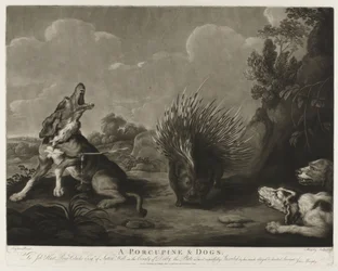 Porcupine ja kolme koiraa Porcupine & Dogs (otsikko esineessä)