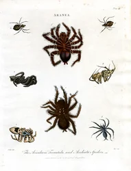 ARANEA: Avicularia;Tarantulat ja Aculeata-hämähäkit