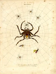 ARANEA: Fasciata- tai barbaarihämähäkki.