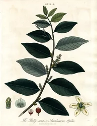 Bally-comb tai Amentaceous Opilia