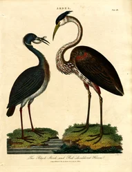 Mustahaikara ja punajalkahaikara