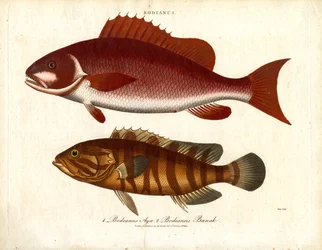 Bodianus - Kaksi meriahvenlajia