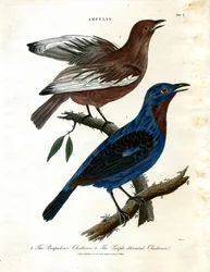 Tilhet (Ampelis)