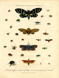 Chrysomela;Cicada ja Cicindela