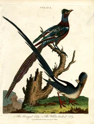 Colius lajit (Hiirilinnut)
