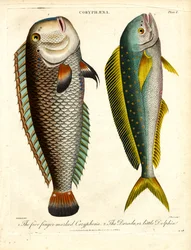 Coryphaena Laji: Coryphaena ja Pikkudelfiini.
