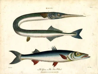 Esox: Gar ja Sea Pike