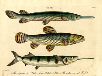 Esox: Hauen ja miekkakalan lajit