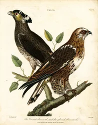 Falco: Falcon Falco: Harmaahaikara ja hansikashaikara