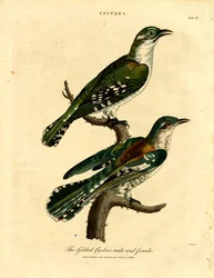 Gilded Cuckoo uros ja naaras