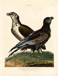 Griffard Eagle ja venemies