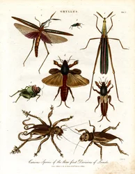 Gryllus: Curious Species of the Three First Divisions of Locusts: Curious Species of the Three First Divisions of Locusts