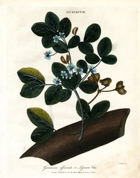 Guaiacum officinale - Lignum Vitae (Lignum Vitae)