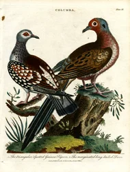 Guineakyyhkyt ja kyyhkyset (Columba)