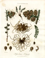 Hyperborean Polypody - Polypodium-suvun saniaiset