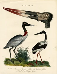 Jabiru lajit (Mycteria) anatomisine yksityiskohtineen