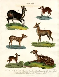 Moschus: Erilaiset myskikaurislajit