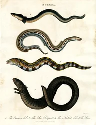 Muraena
