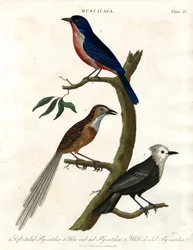 Muscicapa - Flycatcher Laji