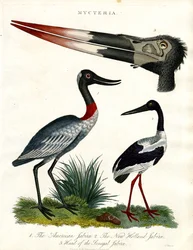 Mycteria Laji: Jabiru: American;New Holland ja Senegal Jabiru