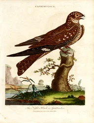 Yökkönen (Caprimulgus)