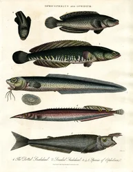 Ophicephalus ja Ophidium