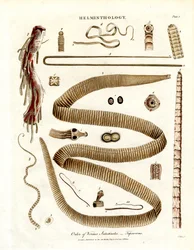 Järjestys Vermes Intestinales - heisimadot