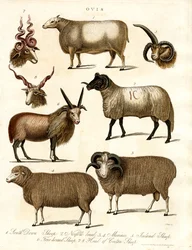 Ovis: Ovis: Eri lammasrodut