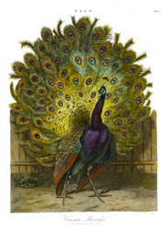 Pavo: riikinkukko