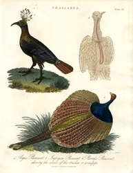 Phasianus (Fasaanilaji)