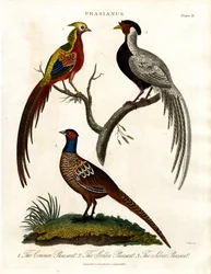 Phasianus - Fasaanilaji