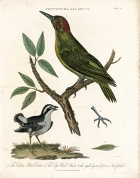 Phytotoma ja Woodpecker anatomisine yksityiskohtineen