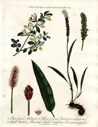 Polygala ja Polygonum