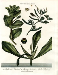 Potamogeton (Lammikkolajit)