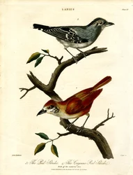 Red Shrike ja Cayenne Red Shrike
